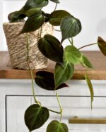 Plante Philodendron Scandens Micans 1