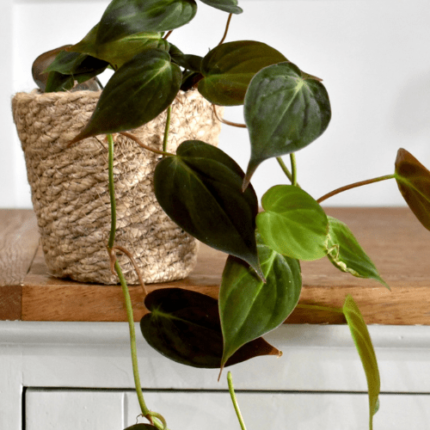 Plante Philodendron Scandens Micans