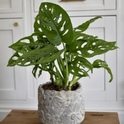 Plante Monstera Adansonii.